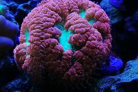 Blastomussa Thumbnail