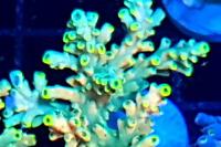 Acro Divaricata Thumbnail