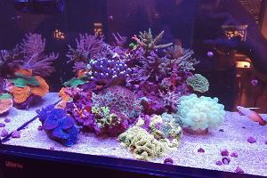 Ventino's reef on Jun 25, 2021
