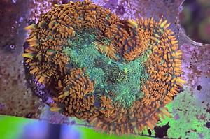 Rhodactis Bulls Eye Thumbnail
