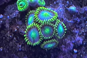 Zoa Thumbnail