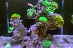 Subaron nano reef tank Thumbnail