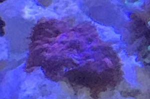 Superman Mushroom Thumbnail