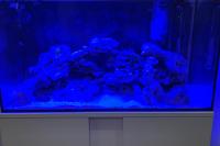 My Aquarium on Sep 29, 2021