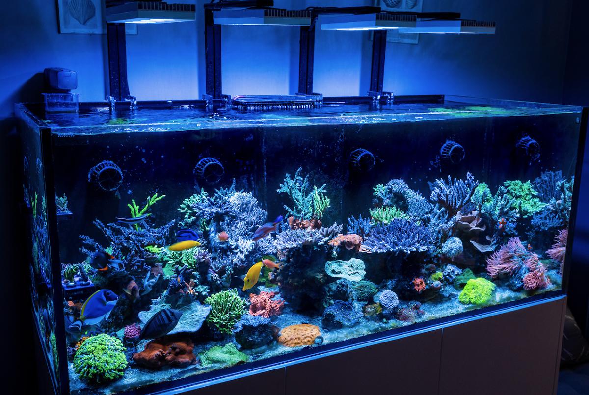 Treasure Corals on October 4, 2021