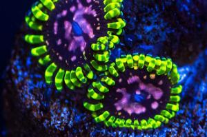 Purple Monsters Zoanthids Thumbnail
