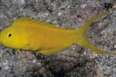 Canary Blenny