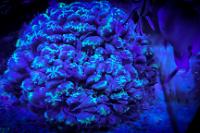Mogsy's Reef on October 19, 2021