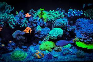 Mogsy's Reef on October 19, 2021