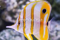 Copperband Butterflyfish