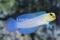 Yellowhead Jawfish