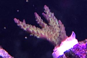 Acropora Thumbnail