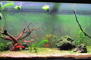 planted tank on October 29, 2021
