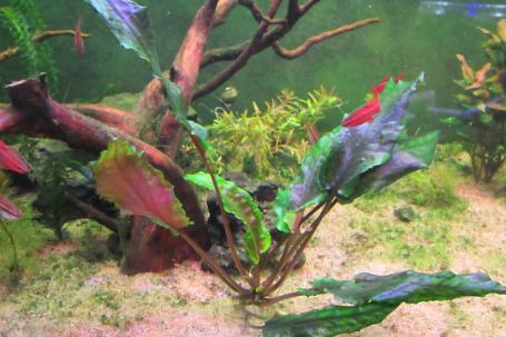Cryptocoryne wendtii