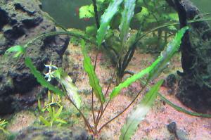 Cryptocoryne wendtii