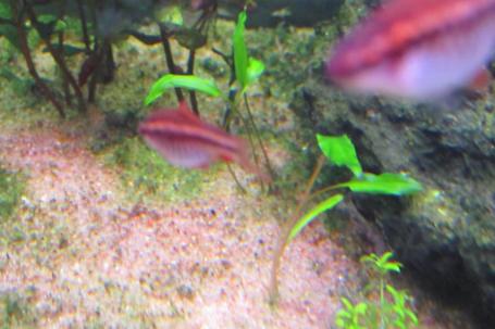 Cryptocoryne wendtii