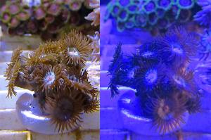 Zoanthid