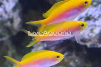 Bartlett's Anthias