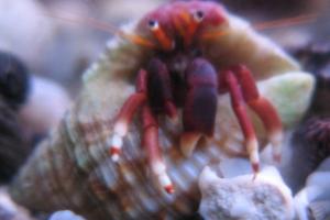 Green hermit crab