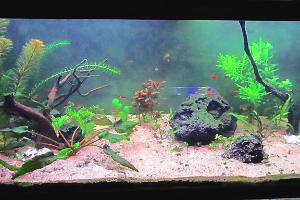 planted tank on November 15, 2021