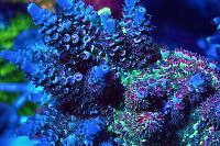 Red Sea Reefer 170 on November 26, 2021