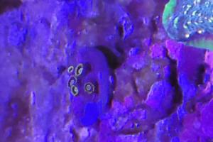 Blue Hornet Zoa Thumbnail