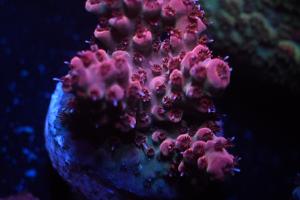 Magenta Acropora Thumbnail