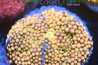 Ricordea Mushroom