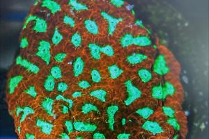 War Coral