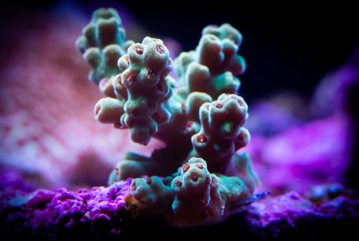 Peach Acropora w/Red Polyps