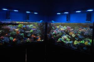 Tank 1  Thumbnail