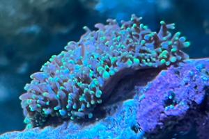 Neon Green Hairy Mushroom Thumbnail