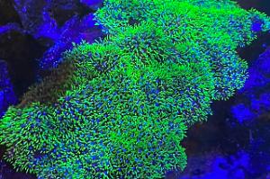 Green Star Polyps Thumbnail