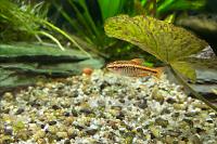 Rosy Barb Thumbnail