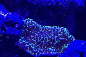 My Aquarium Thumbnail