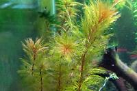 Red Watermilfoil Thumbnail