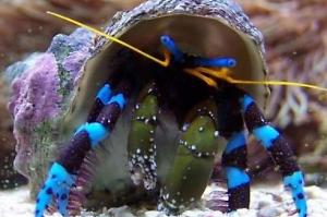 Electric Blue Hermit Crab
