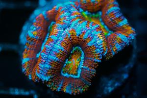 Rainbow Acan