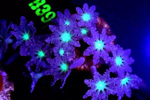 Purle Clove Coral Thumbnail