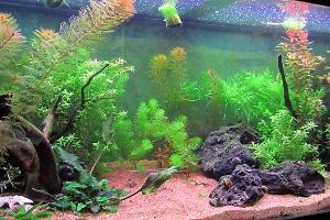 planted tank on January 21, 2022