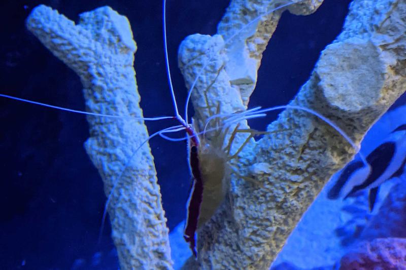 Tom’s Fish Only, Saltwater Thumbnail