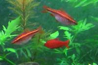 Cherry Barb Thumbnail