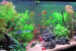 planted tank on February 2, 2022