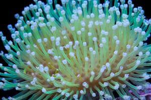 Japanese Deepwater Toadstool Thumbnail