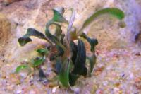 Bucephalandra 'Kedagang' Thumbnail