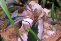 Bucephalandra Catherinae Thumbnail