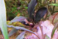 Bucephalandra 'Reddagger' Thumbnail
