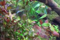 Ludwigia Repens Thumbnail
