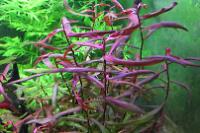 Polygonum ‘Sao Paulo’ Thumbnail