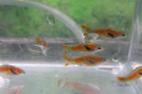Endler's Guppy - F1 2021-11-01 Thumbnail